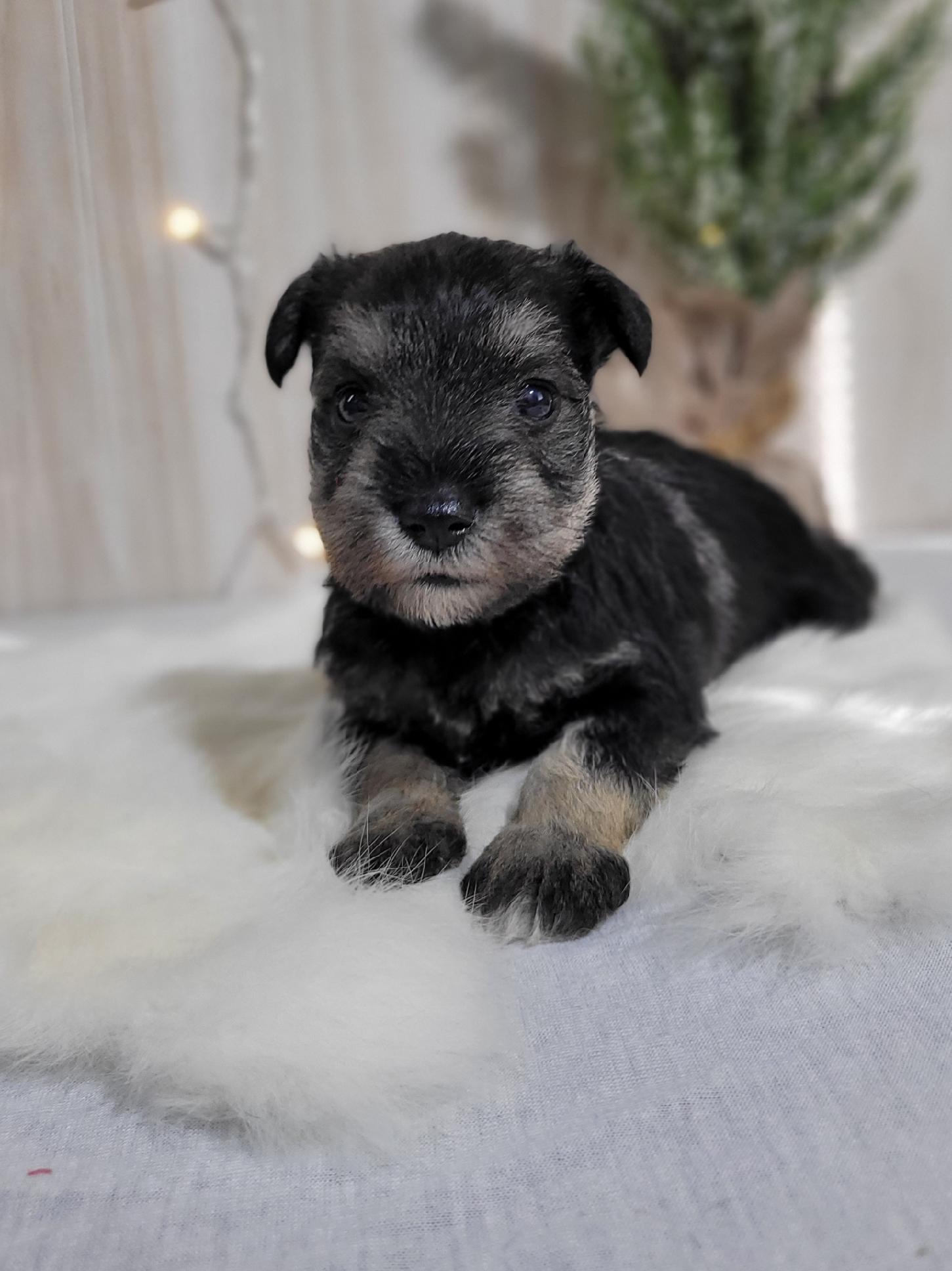 Beautiful Miniature Schnauzer – Eleanor - Image 23