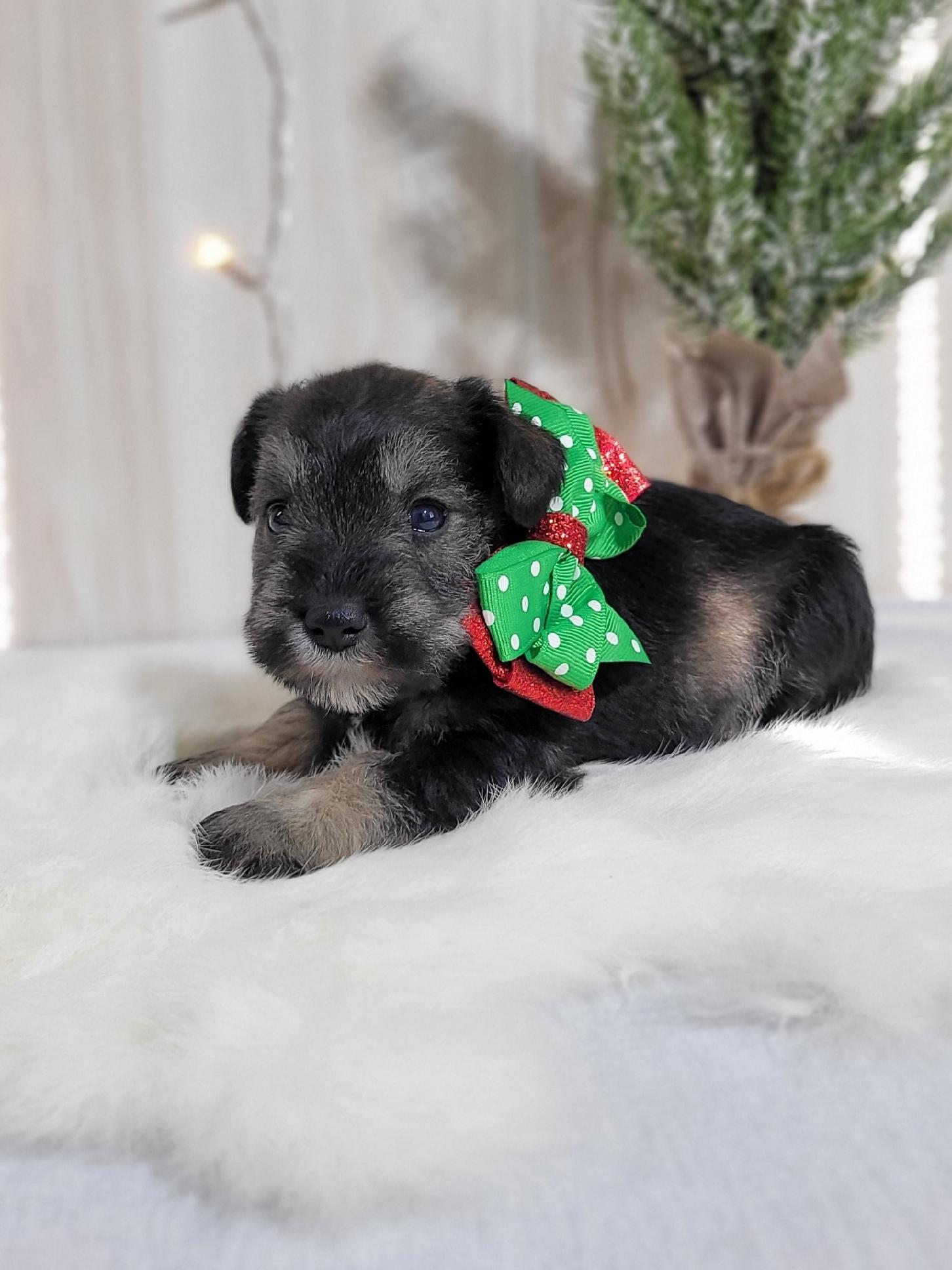 Beautiful Miniature Schnauzer – Eleanor - Image 25