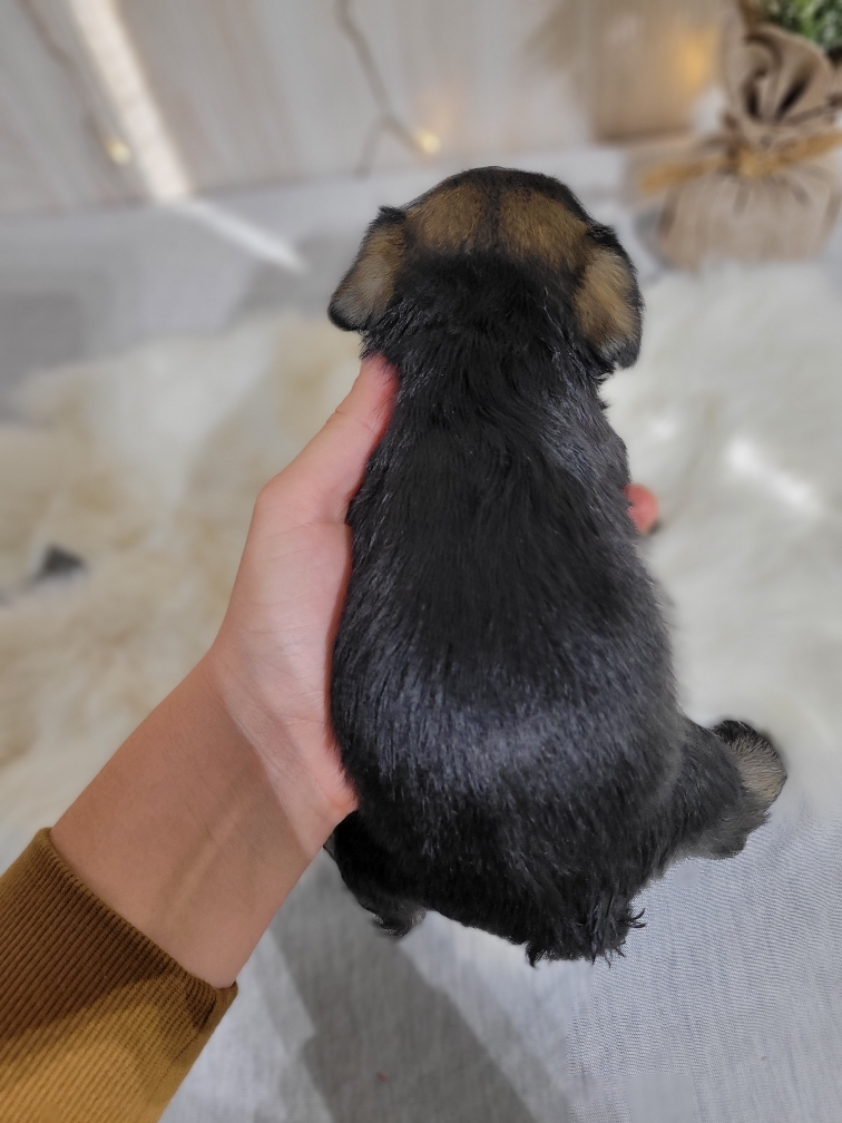 Beautiful Miniature Schnauzer – Eleanor - Image 22