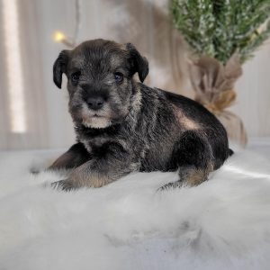 Beautiful Mini Schnauzer – Elvira - Image 22