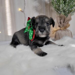 Beautiful Mini Schnauzer – Elvira - Image 20