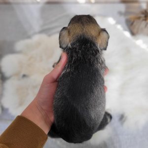 Beautiful Mini Schnauzer – Elvira - Image 23