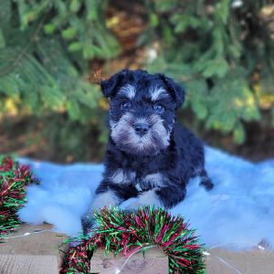 Adorable Mini Schnauzer – Dacre - Image 6
