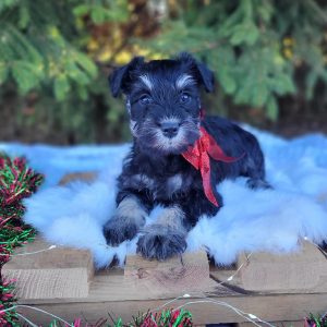 Beautiful Miniature Schnauzer – Drea - Image 6