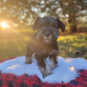 Beautiful Miniature Schnauzer – Eleanor - Image 24