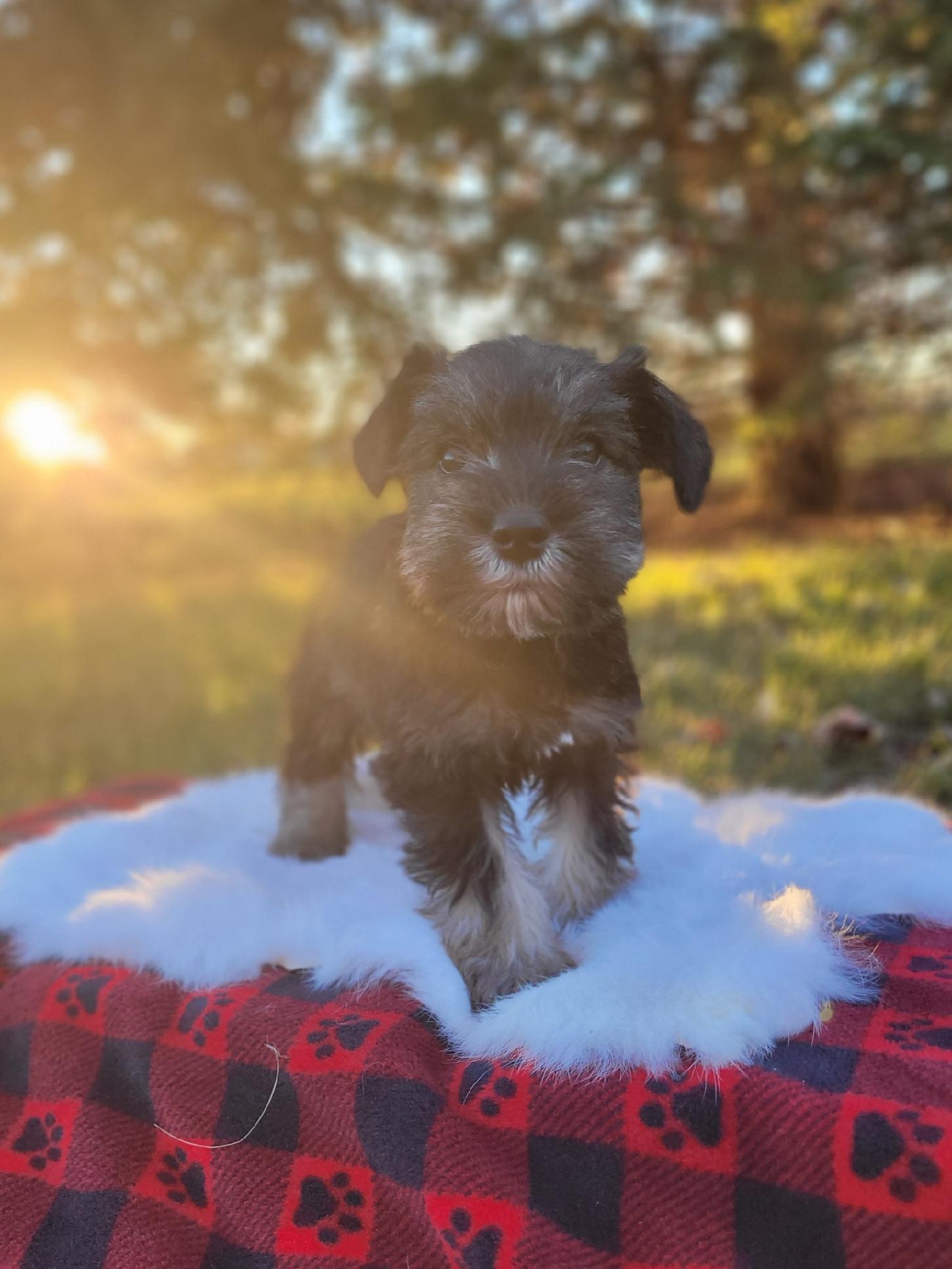 Beautiful Miniature Schnauzer – Eleanor - Image 24