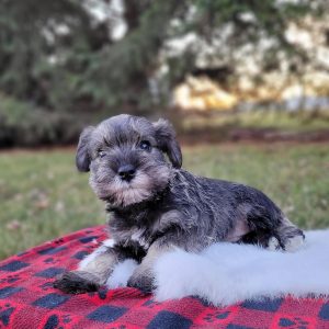 Beautiful Mini Schnauzer – Elvira - Image 21
