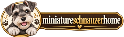 Miniature schnauzer home